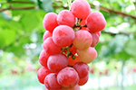 Ruby Roman Grapes